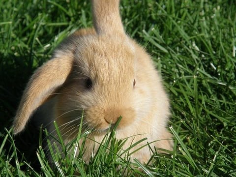 Lapin nain bélier roux assis dans l'herbe