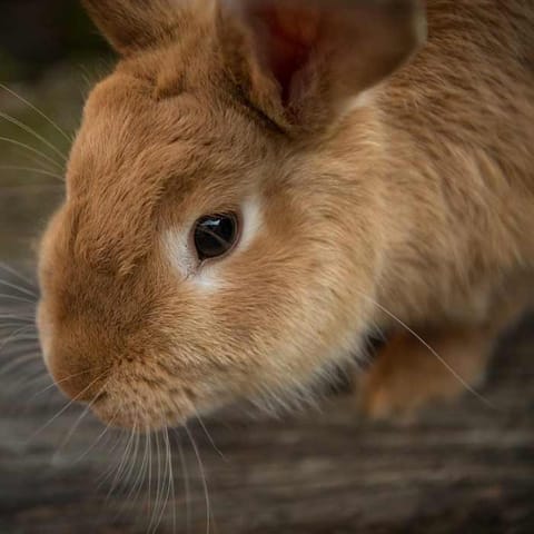 Gros plan sur la tête d'un lapin nain au pelage fauve, museau et moustaches au premier plan