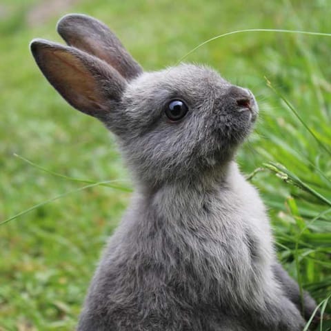 Jeune lapin nain gris assis dans l'herbe, dressé sur son arrière-train