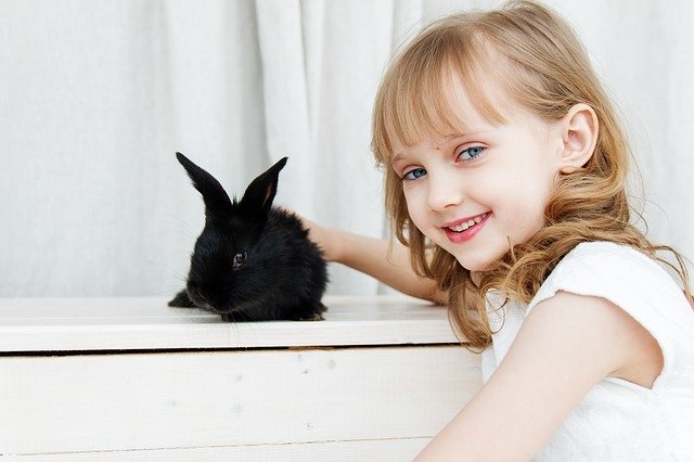 Adopter Un Lapin Conseils Preparation De Son Arrivee