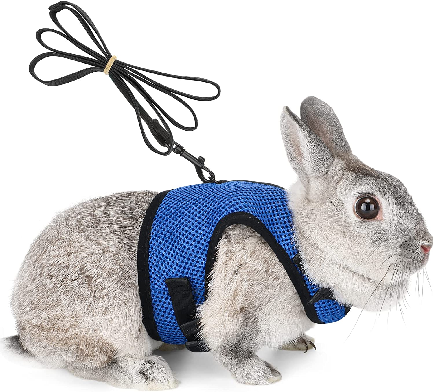Harnais lapin nain